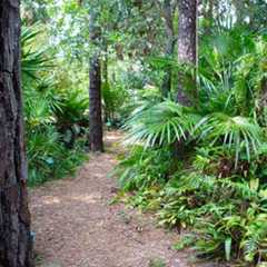 Forest Path