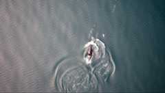 餌漁りでシャチを先導するイルカたち Photo: University of British Columbia, Dalhousie University, Hakai Institute, Leibniz Institute for Zoo and Wildlife Research via The New York Times