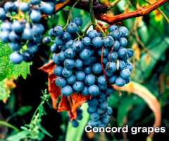 concord grapes on vine