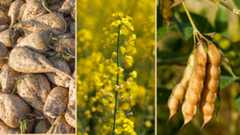 major gmo crops, sugar beets, canola (rapeseed), and soybeans