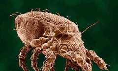 Mite
