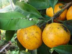 柑橘類のすす病に注意！ 原因と防除方法を解説