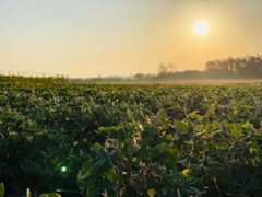 北海道の若手農家が新しく産地化をめざすのは落花生！