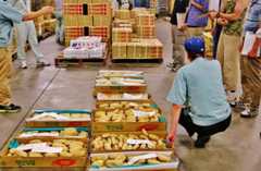 青果市場 れんこんのセリ