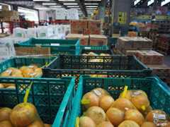 青果市場に集められた玉ネギ