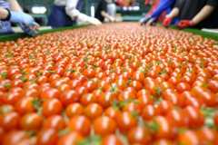 ミニトマトの共同選果
