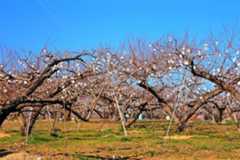 桃の剪定方法と作業時期は？ 1年目・2年目・3年目作業の図解付き