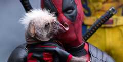 Meet Dogpool from Marvel Studios’ Deadpool & Wolverine