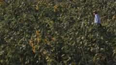 A sunflower field in the Kurdistan Region. (Photo: Kurdistan Chronicle)