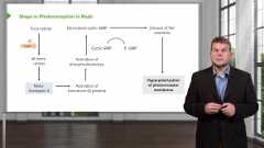 Nervous System & Special Senses