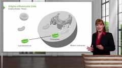 General Principles of Foundational Sciences