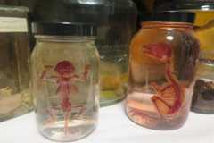 Dundee literary festival