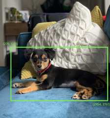 Photograph of a dog sitting on a sofa. A green bounding box          with top-left coordinates of (275, 1271) and bottom-right          coordinates of (2954, 2761) circumscribes the dog's body
