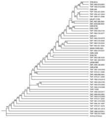 50% majority rule consensus tree for 100,000 MPTs, based on multistate character coding.