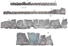 Styxosaurus sp. (AMNH 1495). Cervical vertebrae in left lateral view.