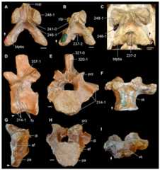 “Blomosuchus georgii” and Vonhuenia friedrichi.