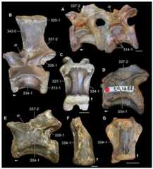 Chasmatosuchus rossicus.