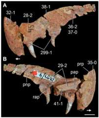 “Chasmatosuchus” vjushkovi.