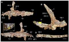Kalisuchus rewanensis.