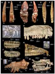 Teeth and tooth implantation in Triassic and Early Jurassic archosauromorphs in (A, C, E, G, H, K, M) labial, (B, D, F) mesial, (I) occlusal, and (J, L) lingual views.