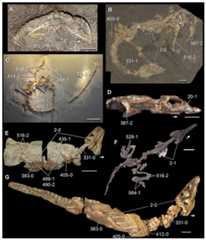 Partial skeletons of Permo-Triassic neodiapsids.