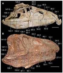 Skulls of Early and Middle Triassic archosauriforms in (A) left lateral and (B) right lateral views.