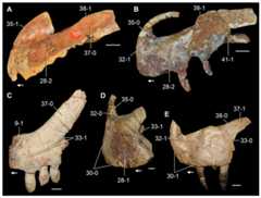 Left (A, D, E) and right (B, C) premaxillae of Permo-Triassic archosauromorphs in lateral view.