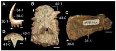 Left (A, C) and both (B, D) premaxillae of Triassic and Recent saurians in (A, C) lateral and (B, D) ventral views.