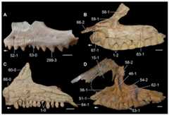 Left (A, D) and right (B, C) maxillae of Triassic saurians in (A, D) lateral and (B, C) medial views.