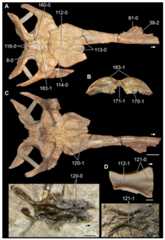 Partial skull roofs (A–C, E) and pair of frontals (D, F) of Triassic saurians in (A) dorsal, (B) posterior, and (C–F) ventral views.