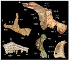 Cranial bones of Triassic saurians in (A–C) lateral, (D) medial, and (E) posterior views.