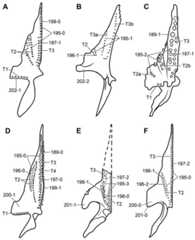 Reconstructed pterygoids of non-archosaurian neodiapsids.