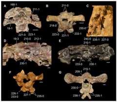 Braincases of Triassic archosauromorphs in occipital view.