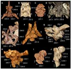 Braincases of Triassic archosauromorphs in (A–F) ventral and (G–J) lateral views.