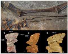 Anterior cervical vertebrae of Triassic archosauromorphs in left lateral view.