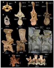 Presacral vertebrae of Permo-Triassic and Recent saurians in (A–E) posterior, (F–H) lateral, and (I, J) dorsal views.