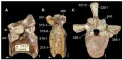 Cervico-dorsal and dorsal vertebrae of Early and Middle Triassic non-eucrocopodan archosauriforms in (A, B) left lateral and (C) posterior views.
