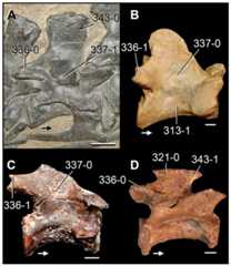 Middle and posterior cervical vertebrae of Permo-Triassic archosauromorphs in right lateral view.