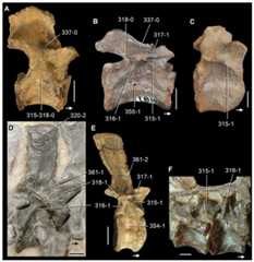 Dorsal vertebrae of Permo-Triassic neodiapsids in (A–E) lateral and (F) ventrolateral views.