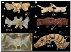 Sacral and caudal vertebrae and ribs of Triassic and Recent saurians in (A, C, E, F) dorsal and (B, D) right lateral views.