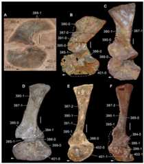 Scapulae and coracoids of Triassic archosauromorphs in lateral view.