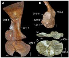 Scapulae and coracoids of Triassic archosauromorphs in (A) medial, (B) posterolateral, (C) dorsal, and (D) lateral views.