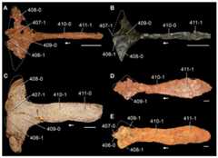 Interclavicles of Triassic archosauromorphs in ventral view.