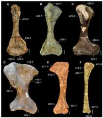 Humeri of Permo-Triassic neodiapsids in (A–D, F) anterior/dorsal and (E) posterior/ventral views.
