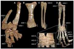 Anterior zeugopodia and autopodia of Triassic and Early Jurassic archosauromorphs in (A, D) anterior/dorsal and (B, C) posterior/ventral views.
