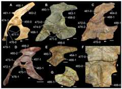 Pelvic girdles of Triassic and Recent saurians in (A–E) lateral, (F) ventral, and (G) medial views.