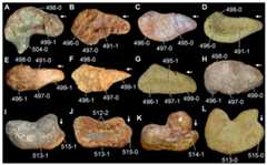 Femora of Triassic archosauromorphs in (A–H) proximal and (I–L) distal views.