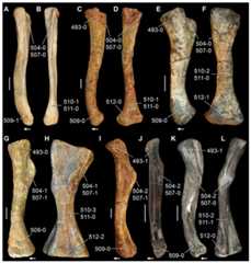 Femora of Triassic archosauromorphs in (A, C, E, G, I–K) medial and (B, D, F, H, L) posterior/ventral views.