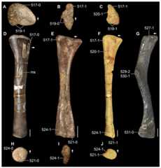 Posterior zeugopodia of Triassic archosauriforms in (A–C) proximal, (D) medial, (E–G) lateral, and (H–J) distal views.