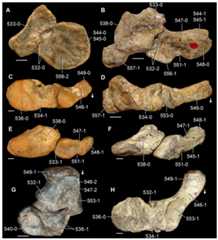 Proximal tarsals of Triassic archosauromorphs in (A, B, E, F) anterior/dorsal and (C, D, G, H) proximal views.